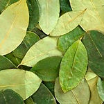 feuilles